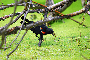 Image showing Red-winged Blackbird