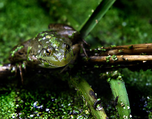 Image showing Frog in pond