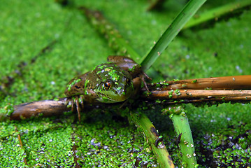 Image showing Frog in pond