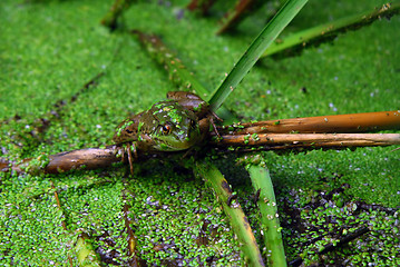 Image showing Frog in pond