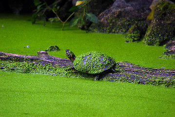 Image showing Snapping Turtles