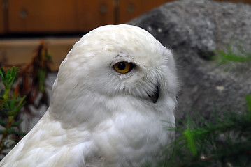 Image showing Snow Owl