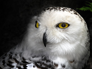 Image showing Snow Owl