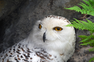 Image showing Snow Owl