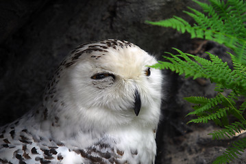 Image showing Snow Owl