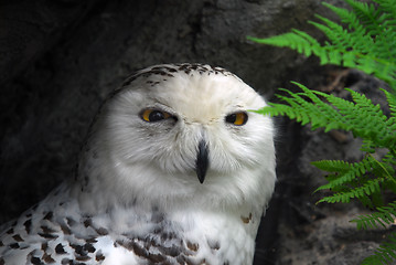 Image showing Snow Owl