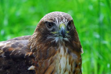 Image showing Golden Eagle