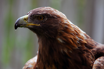 Image showing Golden Eagle