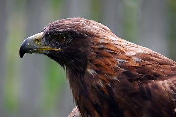 Image showing Golden Eagle