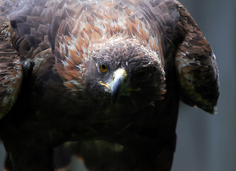 Image showing Golden Eagle