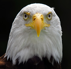 Image showing American Bald Eagle