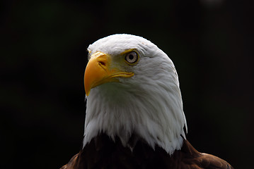 Image showing American Bald Eagle