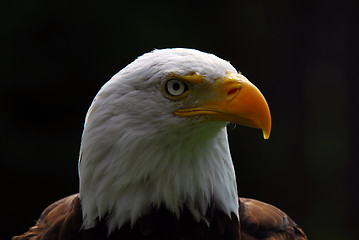 Image showing American Bald Eagle