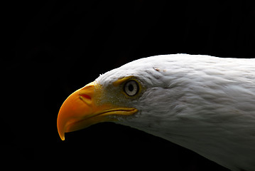 Image showing American Bald Eagle