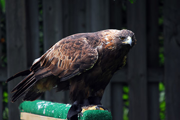 Image showing Golden Eagle