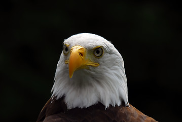 Image showing American Bald Eagle