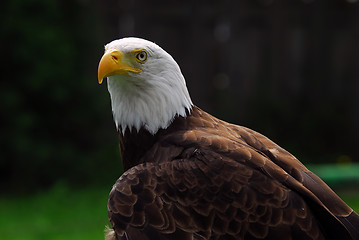 Image showing American Bald Eagle