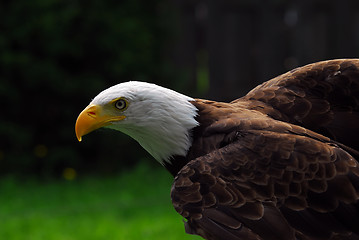 Image showing American Bald Eagle