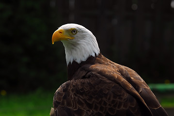 Image showing American Bald Eagle
