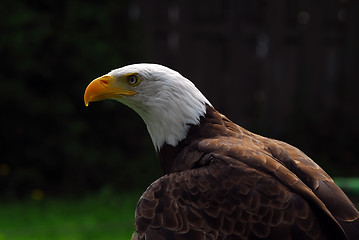 Image showing American Bald Eagle