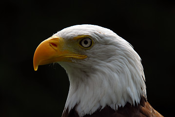 Image showing American Bald Eagle