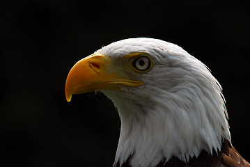 Image showing American Bald Eagle