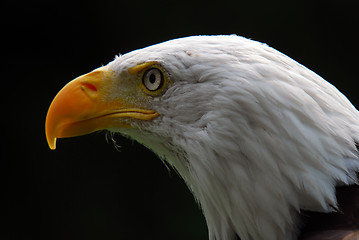 Image showing American Bald Eagle