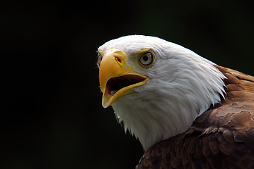 Image showing American Bald Eagle