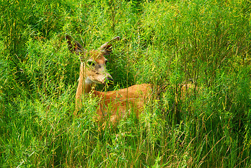 Image showing White-tailed deer