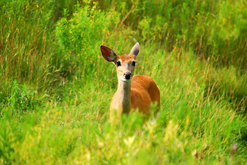 Image showing White-tailed deer