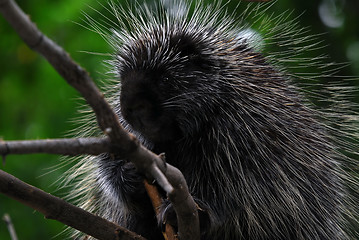 Image showing Porcupine