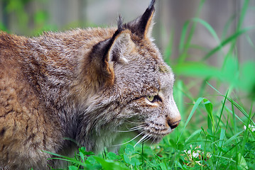 Image showing Lynx