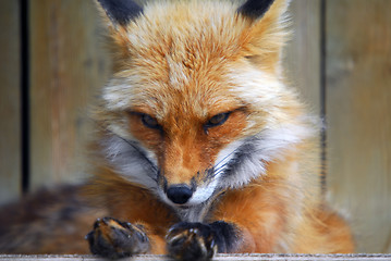 Image showing Red Fox