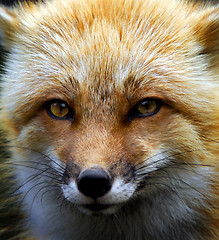 Image showing Red Fox