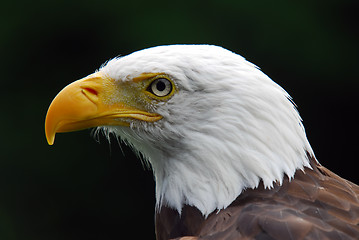 Image showing American Bald Eagle