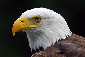 Image showing American Bald Eagle