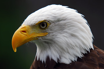 Image showing American Bald Eagle