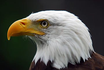 Image showing American Bald Eagle