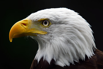 Image showing American Bald Eagle