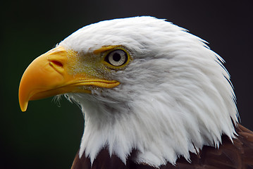 Image showing American Bald Eagle