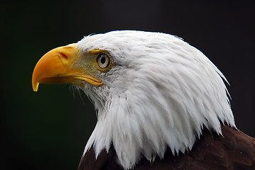 Image showing American Bald Eagle