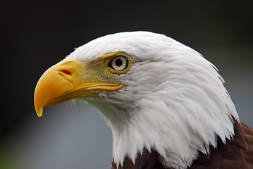 Image showing American Bald Eagle