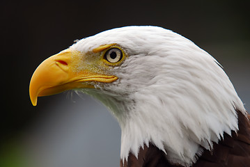 Image showing American Bald Eagle