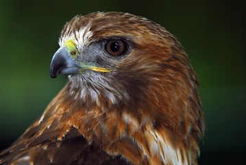 Image showing Red-tailed hawk