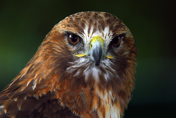 Image showing Red-tailed hawk