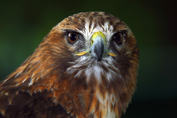 Image showing Red-tailed hawk