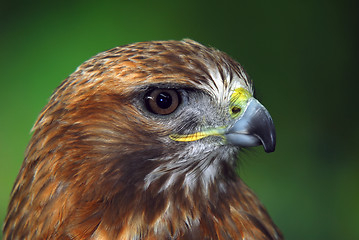 Image showing Red-tailed hawk