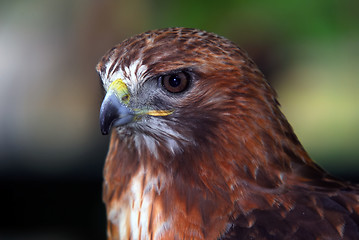 Image showing Red-tailed hawk