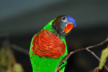 Image showing Rainbow Lorikeet 