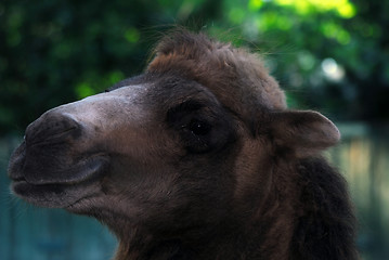 Image showing Camel